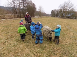 beim Schafestreicheln